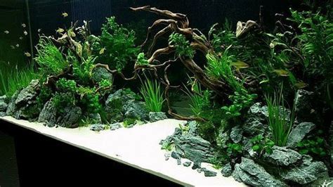 450 L Tank . Aquascape 2015 by Silverlihgt (germany) . Pin by Aqua ...