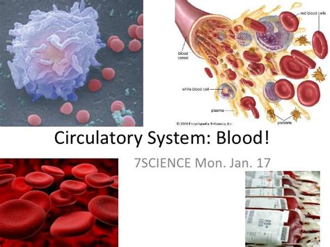 Circulatory system blood