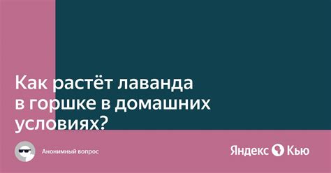 «Как растёт лаванда в горшке в домашних условиях?» — Яндекс Кью