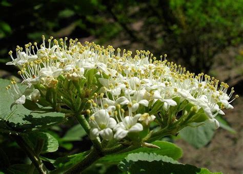 Viburnum rhytidophyllum (Leatherleaf Viburnum) | North Carolina Extension Gardener Plant Toolbox