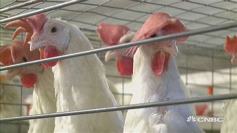 Outbreak Bird Flu Epidemic Getting Worse