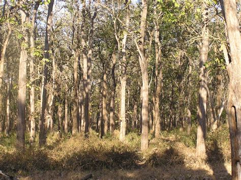 South Deccan Plateau Dry Deciduous Forests One Earth