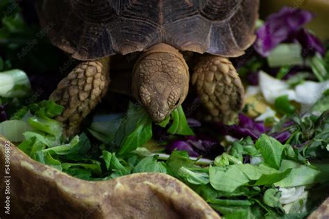 Tortuga Gigante Comiendo Lechuga En Un Aquario Con Un Precioso