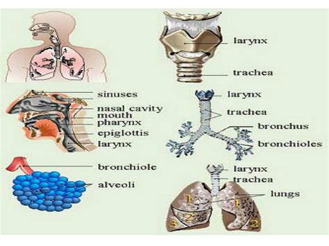 Solution Drugs Acting On Respiratory System Pharmacology Studypool