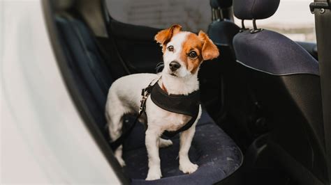 Entenda Como Transportar Cachorro No Carro Corretamente Ch Cara Pet