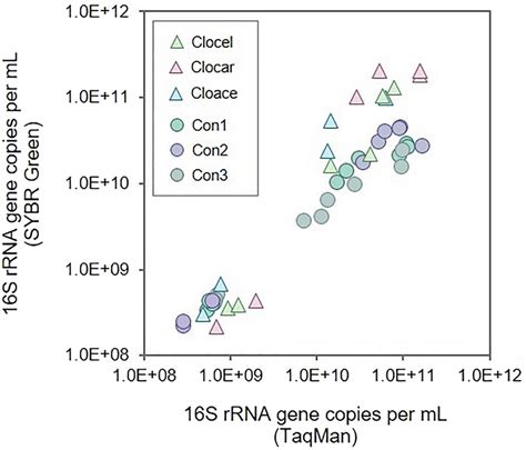 16s Rrna Gene Concentration Copies Per Ml Obtained Using Taqman