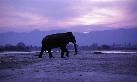 Indian Elephant | Species | WWF