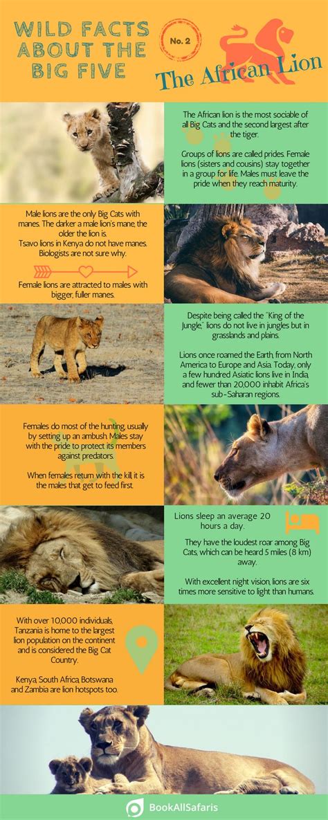 Wild Facts About the Big Five: No. 2 – the African Lion [Infographic] - BookAllSafaris.com in ...