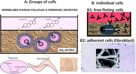 Immobilization Of Cells A Groups Of Cells Forming Ovarian Follicles