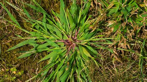 How To Get Rid Of Crabgrass Without Damaging Your Lawn Toms Guide