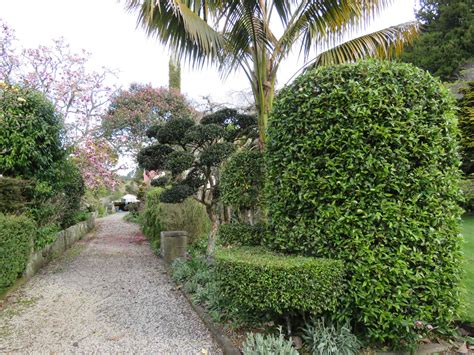 camellia petal blight | Tikorangi The Jury Garden