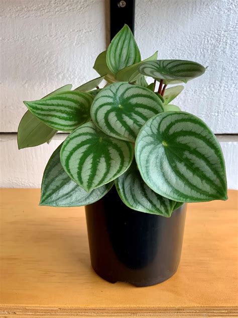 Peperomia Watermelon - Landscape Supply Co