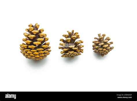 Pine Cones In Different Sizes Stock Photo Alamy