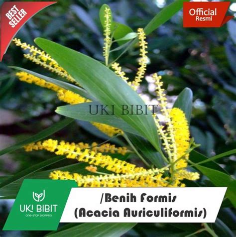 Jual Jual 10 Gram Benih Formis Acacia Auriculiformis Kormis Di Lapak Uki Bibit Bukalapak