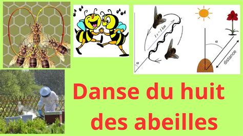 Danse du huit chez l abeille langage de la danse frétillante observée