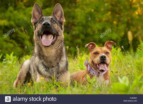 American German Shepherd Hi Res Stock Photography And Images Alamy