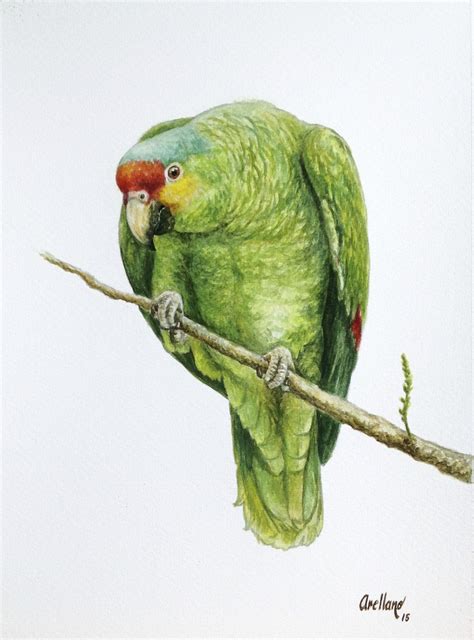 Amazona Autumnalis Parrot Drawing