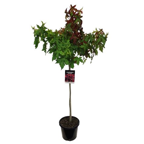 Liquidambar Gumball Cm Topiary Sweet Gum Lushingtons