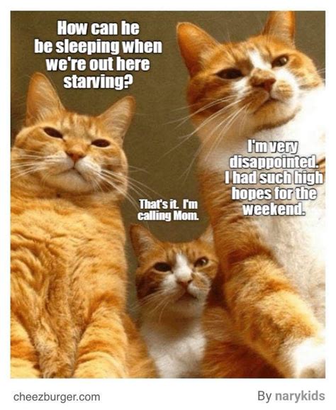 Pin By Michelle Johnson On Feline Purrrr Suation Funny Cat Photos