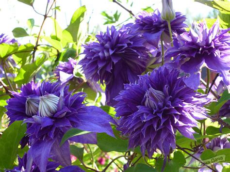 Клематис Мульти Блю (Clematis Multi Blue) - описание сорта, фото ...