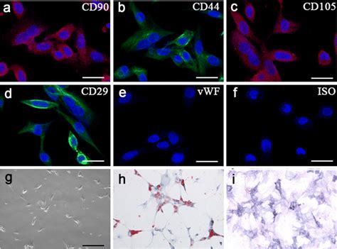 Characteristics Of Adscs And Multipotent Differentiation Potential