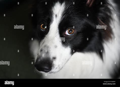 border collie dog portrait stock photo alamy