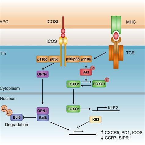 ICOS Signaling Pathways Mediating Tfh Differentiation ICOSmediated