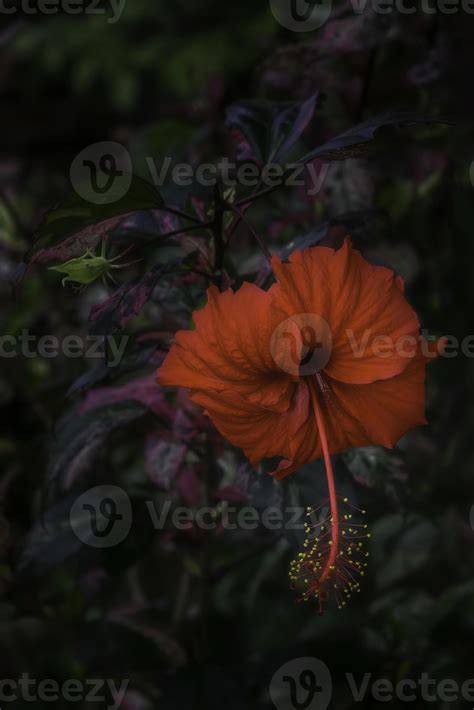 Hawaiian hibiscus flower 12478066 Stock Photo at Vecteezy