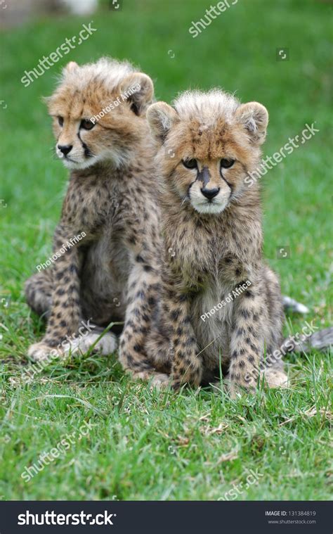 Photos Africa Cheetah Cubs Stock Photo 131384819 | Shutterstock