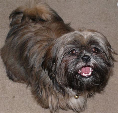 All About Shih Tzu Dogs All