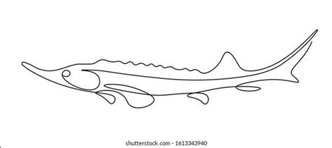 Sturgeon Fish Continuous Line Art Drawing