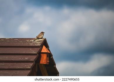 55 753 Small Tits Image Images Stock Photos Vectors Shutterstock