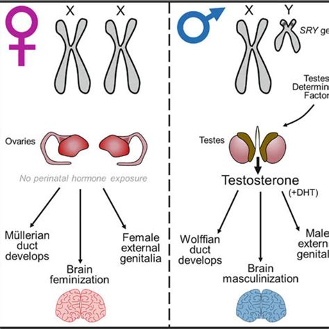 Sex Determination And Sexual Differentiation Of The Brain Sex