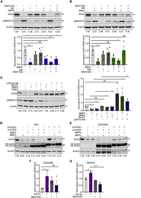 Reciprocal Sox Regulation By Smad Smad Is Critical For Anoikis