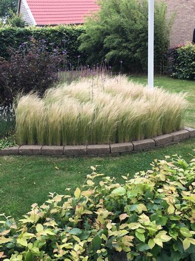 Stipa Tenuifolia Federgras M Dchenhaar G Nstig Kaufen In