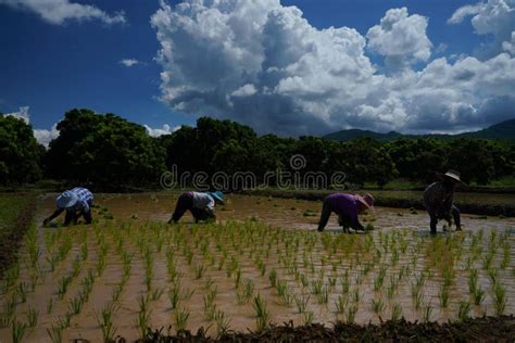 Phayao Thailand Jul 16 2020 Unidentified Thai Farmers Group Organic Farming In Thailand Good