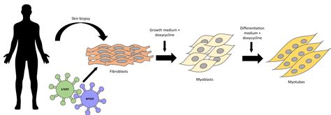 Direct Reprogramming Of Human Fibroblasts Into Myoblasts To Investigate