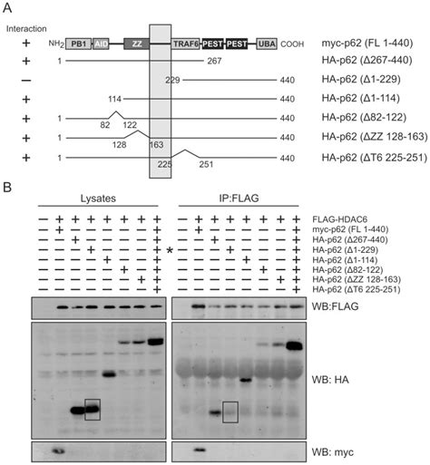 SQSTM1 P62 Interacts With HDAC6 And Regulates Deacetylase Activity PMC