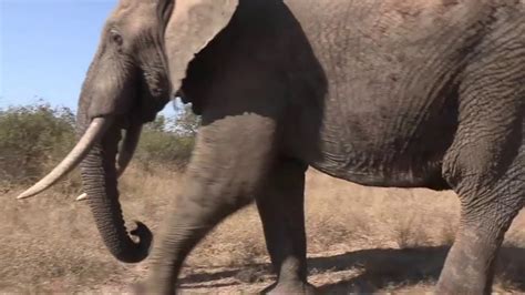 The African Elephant Wild Sounds Youtube