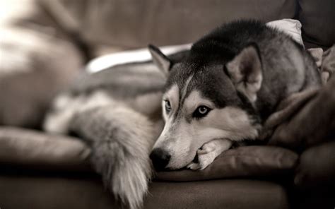 Husky Desktop Wallpapers - Free High-Quality Images