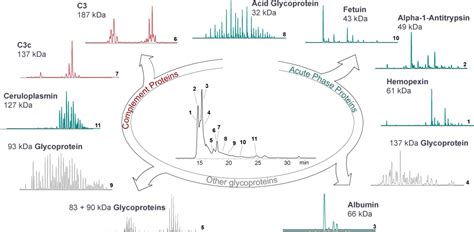 Charting The Proteoform Landscape Of Serum Proteins In Individual