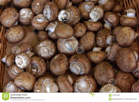 Edible Brown Mushrooms Stock Image Image Of Growing 101037073