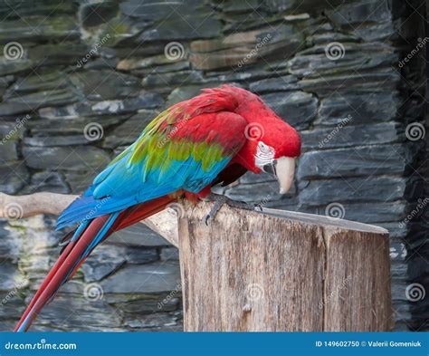 Red And Green Macaw Ara Chloropterus Beautiful Parrot Sitting On A