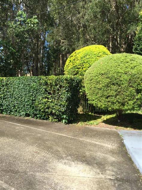 Pro Cut Lawns Lawn Mowing Services Buderim Yellow Pages®