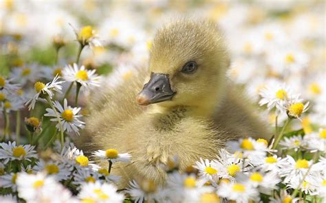 Baby Duck Wallpapers - Top Free Baby Duck Backgrounds - WallpaperAccess