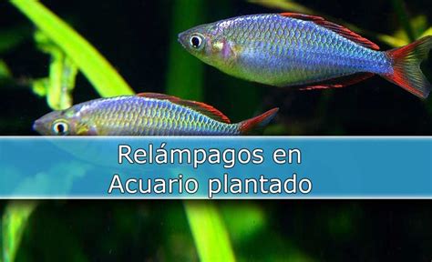 🔸 Melanotaenia Praecox El Relámpago Azul 🔹 Acuariosdiy