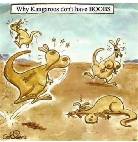 Kangaroo Funny Posts Pictures And S On Joyreactor