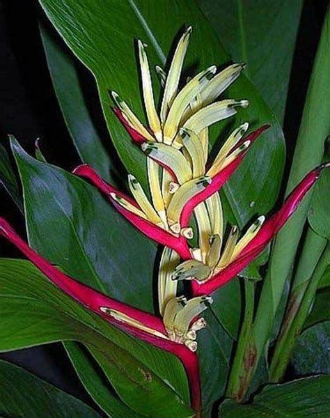 Heliconia Psittacorum Lady Di Etsy