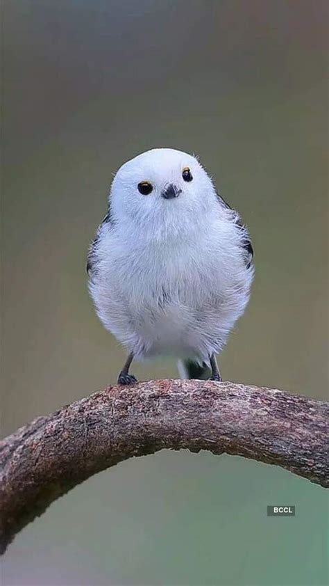 Rubina Dilaik Sets The Temperature Soaring In A Bikini See Pics Times Of India