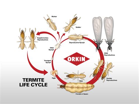 termite life cycle stages - Gino Wisniewski